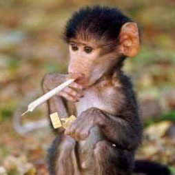 Crack Smokin&rsquo; Monkeys Fantasy Football Logo